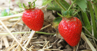 Erdbeeren-Reportage: Frische Erdbeeren auf dem Feld